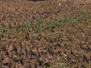 Residential Plot in Ranjanpada for resale Navi Mumbai....