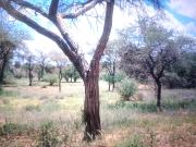 Residential Plot in Sarde for resale Navi Mumbai. The...