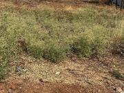 Residential Plot in Uruli Kanchan for resale Pune. The...