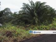 REVOLUSI HIJAU JOHAN SETIA