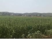 Ribera Alta PARCELA RUSTICA