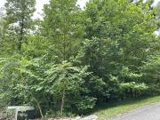 Ridge Rd Lots And,caryville, Plot For Sale