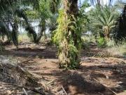 Rimba Terjun Pontian