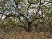 Ripple Way Lot,san Antonio, Plot For Sale