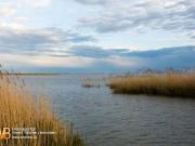 Röhricht/Schilf und Wasserfläche in Mörbisch, 3...