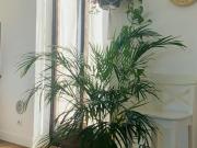 Room for rent in Milano Zona 7 Baggio, De Angeli, San...