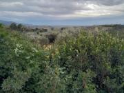 RTERRENO AGRICOLO ZONA MORELLINO DOC