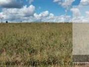 Rurais à venda em Jequitinhonha