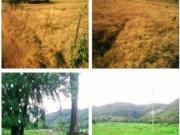 Rurais à venda em Pedras de Maria da Cruz