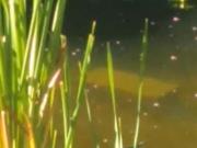 Rurais à venda nas Chácaras Fernão Dias