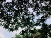 RUSH! BF HOMES SUBD. PQUE LOT FOR SALE