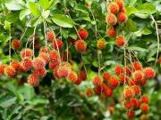 RUSH! RUSH! FARM LOT w/FRUIT BEARING TREES for Sale in...
