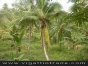 Rush sale 10,000 sq.mtr Lot at City of Samal