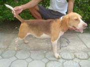 Rush sale choco tricolor male already young adult...