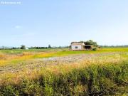 RÚSTICA ARROZAL CON CASA DE CAMPO