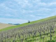 Rustici e Casali in vendita a Offida