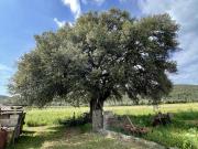 Rustici e casali in vendita di 120 m²