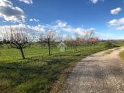 Rustici e casali in vendita di 2000 m² in Via Cimitero