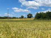 Rustici e casali in vendita di 225 m²