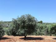 Rustici e casali in vendita di 300 m² in Contrada Montecalvo