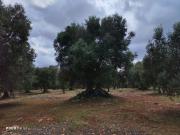 Rustici e casali in vendita di 30 m² in Contrada...