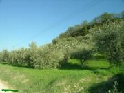 Rustici e casali in vendita di 400 m² in Contrada...