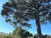 Rustici e casali in vendita di 500 m² in Via di Vallebuia