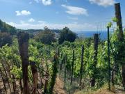 Rustici e casali in vendita di 55 m² in Via Tresta