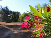 Rustici e casali in vendita di 6000 m² in Contrada Monti