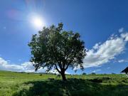 Rustici e casali in vendita di 600 m²