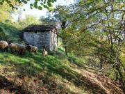 Rustici e casali in vendita di 60 m² in Via Dizzasco