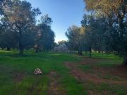 Rustici e casali in vendita di 80 m² in Contrada Archi...