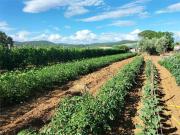Rustici e casali in vendita di 90 m² in Via del Vento