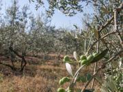 Rustico / Casale in vendita a Arezzo AR