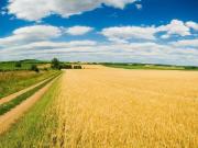 Rustico / Casale in vendita a Capalbio GR