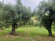 Rustico / Casale in vendita a Cartoceto PU