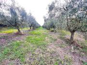 Rustico / Casale in vendita a Cerreto Guidi FI