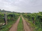 Rustico / Casale in vendita a Frascati RM