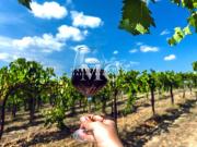 Rustico / Casale in vendita a Greve in Chianti FI