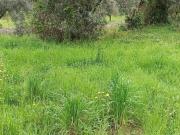 Rustico / Casale in vendita a Lucca LU