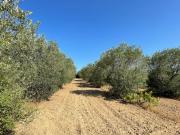 Rustico / Casale in vendita a Luogosanto SS