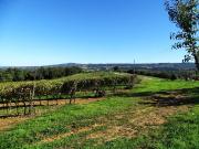 Rustico / Casale in vendita a Magliano in Toscana GR