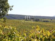 Rustico / Casale in vendita a Magliano in Toscana GR