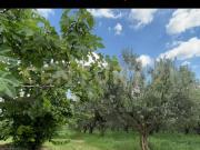 Rustico / Casale in vendita a Mezzane di Sotto VR