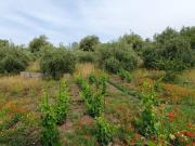 Rustico / Casale in vendita a Misterbianco CT
