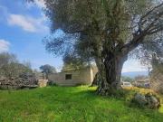 Rustico / Casale in vendita a Monti SS