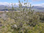 Rustico / Casale in vendita a Randazzo CT