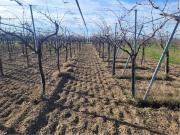 Rustico / Casale in vendita a Stornara FG