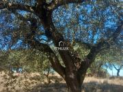 rústico com aproximadamente 70.000 m2 7 hectares para...