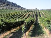 Rustico con giardino a Pontassieve